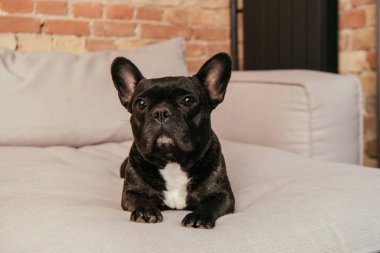 Oturma odasındaki kanepede yatan sevimli Fransız bulldog. 