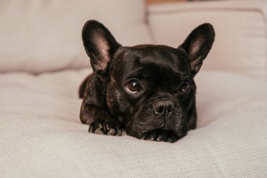 siyah fransız bulldog modern kanepede uzanıyor oturma odasında 