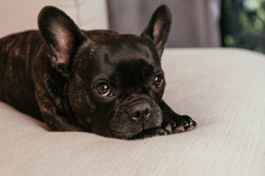Siyah fransız bulldog oturma odasında kanepede uzanmış kameraya bakıyor. 