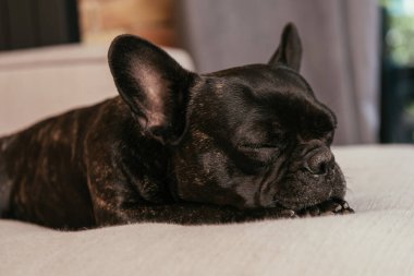black french bulldog sleeping on sofa in living room  clipart