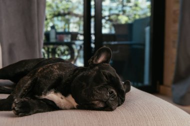 Tatlı Fransız bulldog 'u oturma odasında kanepede uyuyor. 