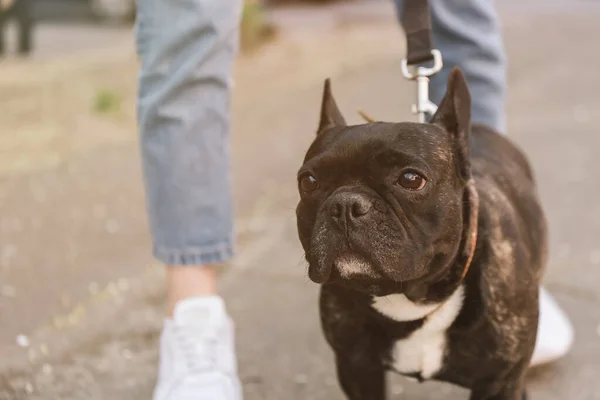 Rajattu Näkymä Tyttö Seisoo Lähellä Söpö Ranskalainen Bulldog — kuvapankkivalokuva