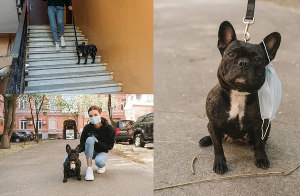 Collage Girl Medical Mask Walking Cute French Bulldog — Stock Photo, Image