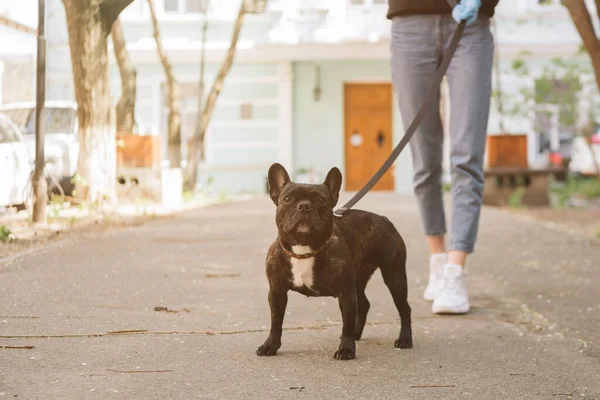 Beskärd Utsikt Över Kvinnan Promenader Med Svart Fransk Bulldogg — Stockfoto