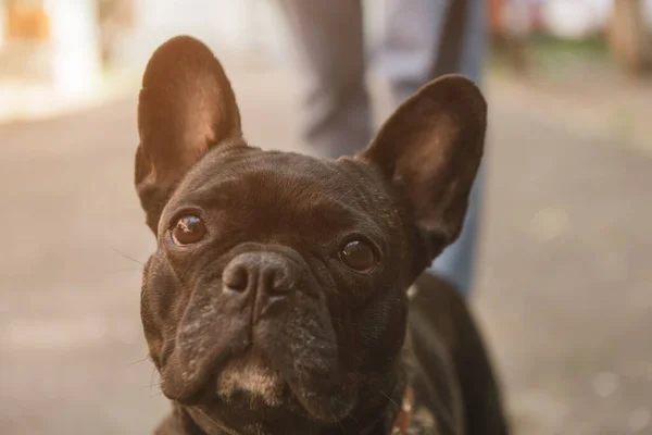 Selektivt Fokus Söt Fransk Bulldogg Tittar Kameran Utanför — Stockfoto