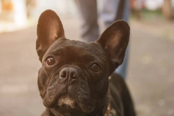 Enfoque Selectivo Bulldog Francés Lindo Mirando Cámara Exterior — Foto de Stock