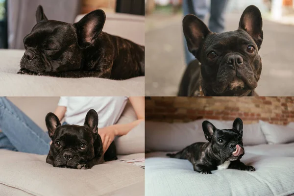 Collage Girl Sitting Cute French Bulldog Living Room — Stock Photo, Image