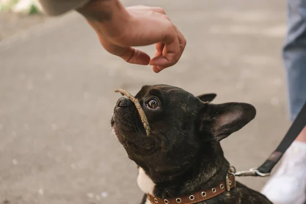 Cropped View Girl Putting Stick Cute French Bulldog — Stock Photo, Image