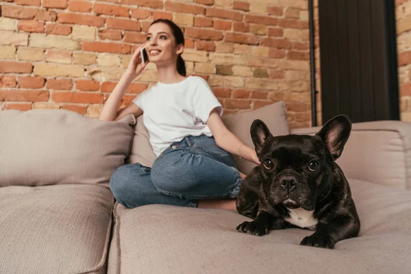 Akıllı telefondan konuşan neşeli bir kızın yanında tatlı Fransız bulldog 'unun seçici odağı. 