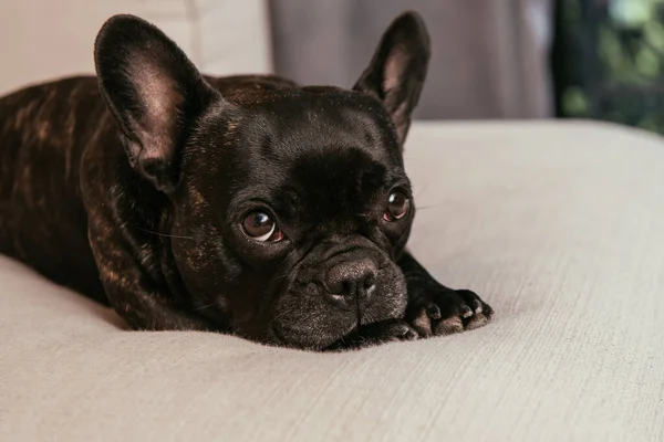 Bulldog Francés Negro Mirando Cámara Mientras Está Acostado Sofá Sala — Foto de Stock