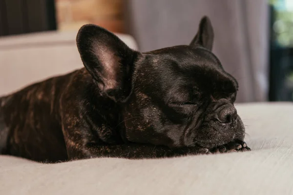 Bulldog Francés Negro Durmiendo Sofá Sala Estar — Foto de Stock