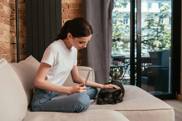 Attractive Freelancer Touching Black French Bulldog Laptop Living Room — Stock Photo, Image
