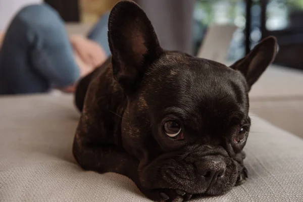 Selectieve Focus Van Zwart Franse Bulldog Liggend Bank Buurt Meisje — Stockfoto