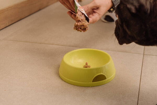 cropped view of woman holding tasty pet food near french bulldog and bowl