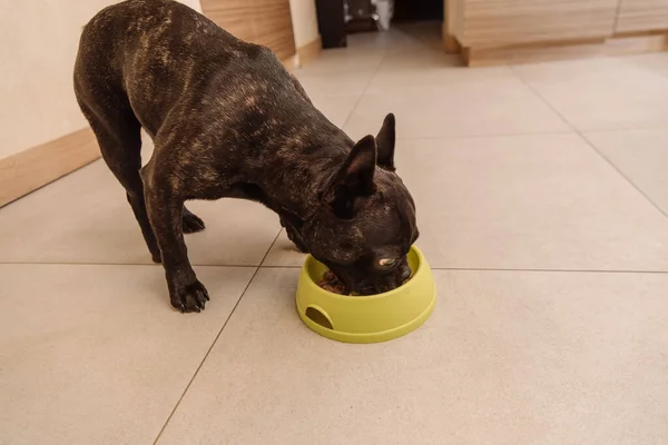 Black French Bulldog Eating Tasty Pet Food Bowl — Stock Photo, Image