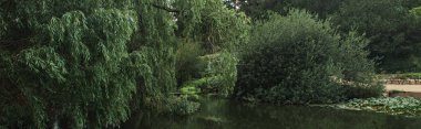 Panoramic crop of green trees near pound in botanical garden, Copenhagen, Denmark  clipart