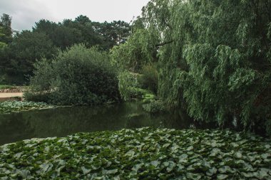 Green trees near pound with cloudy sky at background in botanical garden, Copenhagen, Denmark  clipart