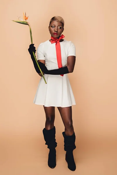 Fashionable african american girl in black gloves posing with Strelitzia flower on beige — Stock Photo