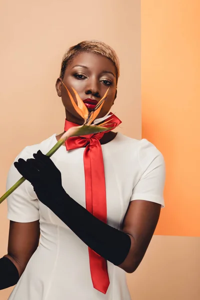 Attractive african american woman in black gloves posing with Strelitzia flower on beige and orange — Stock Photo