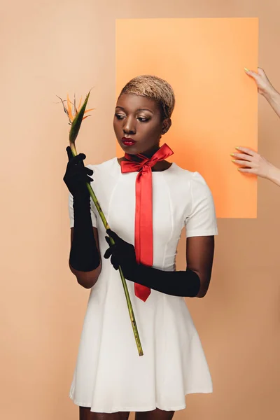 Young african american woman in black gloves posing with Strelitzia flower on beige and orange — Stock Photo