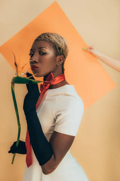 Африканская американская модель в черных перчатках позирует со Стрелицей цветок на бежевый и оранжевый — стоковое фото