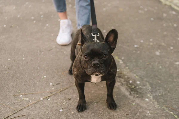 Vista ritagliata di ragazza che cammina con bulldog francese nero — Foto stock