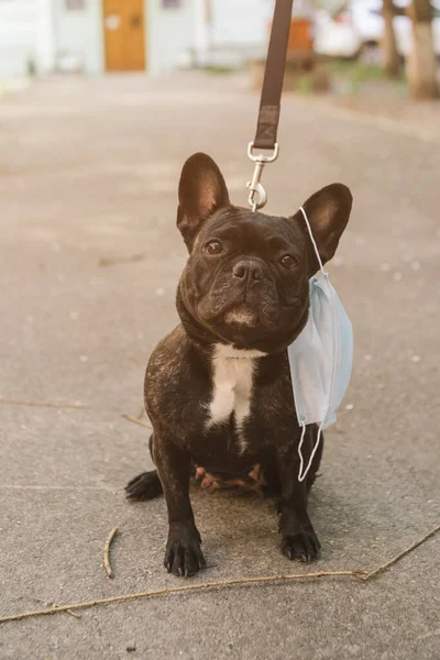 Carino bulldog francese con maschera medica seduto su asfalto — Foto stock