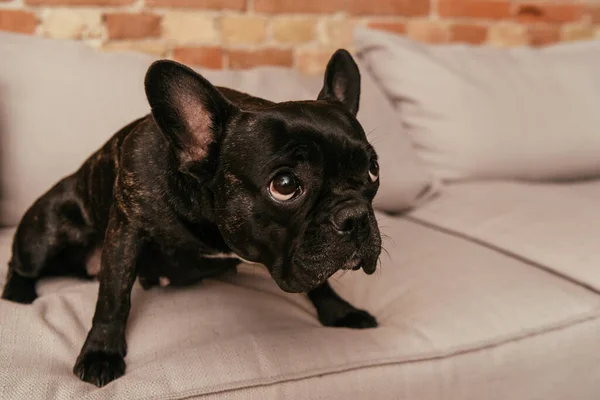 Negro y lindo bulldog francés mirando hacia arriba y sentado en el sofá - foto de stock