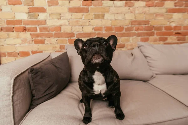 Negro y lindo bulldog francés mirando hacia arriba mientras está sentado en el sofá - foto de stock