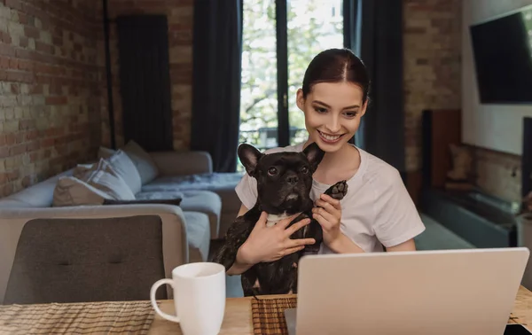 Cheerful freelancer holding in arms cute french bulldog and looking at laptop — Stock Photo