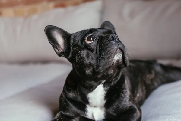 Negro francés bulldog mirando hacia arriba mientras está acostado en sofá - foto de stock