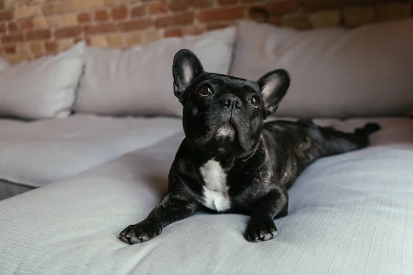 Bulldog nero francese sdraiato sul divano in soggiorno — Foto stock