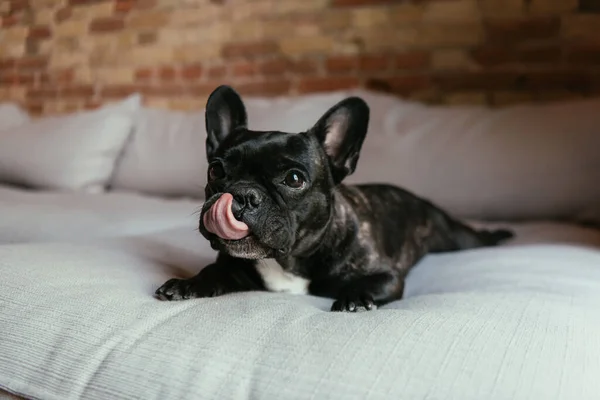 Negro francés bulldog sobresaliendo lengua mientras está acostado en sofá - foto de stock