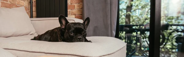 Plano panorámico de bulldog francés negro mirando a la cámara mientras está acostado en el sofá en la sala de estar - foto de stock