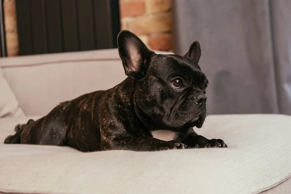 Schwarze französische Bulldogge liegt auf Sofa im modernen Wohnzimmer — Stockfoto