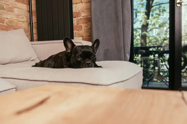 Enfoque selectivo de bulldog francés negro mirando a la cámara mientras está acostado en el sofá en la sala de estar - foto de stock