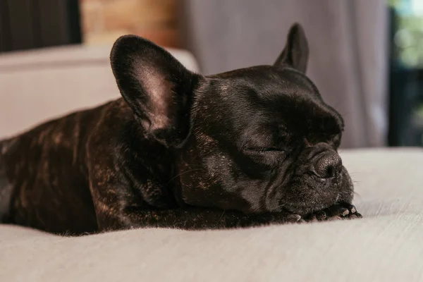 Bulldog francés negro durmiendo en el sofá en la sala de estar - foto de stock