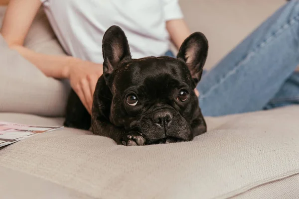 Cropped view of young woman touching black french bulldog — Stock Photo