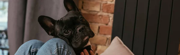 Encabezado del sitio web de bulldog francés negro cerca de la chica en la sala de estar - foto de stock