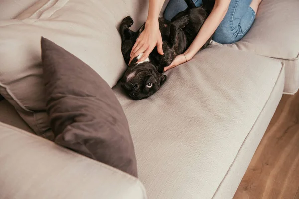 Vista ritagliata di donna che gioca con carino bulldog francese in soggiorno — Foto stock