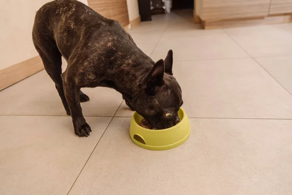 Bulldog francés negro comiendo sabrosa comida para mascotas en un tazón - foto de stock