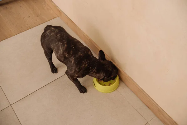 Vista dall'alto di bulldog nero francese mangiare gustoso cibo per animali domestici in ciotola — Foto stock