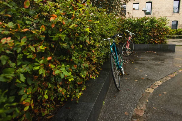 Selektiver Schwerpunkt von Fahrrädern in der Nähe grüner Büsche auf städtischen Straßen bei Regen — Stockfoto