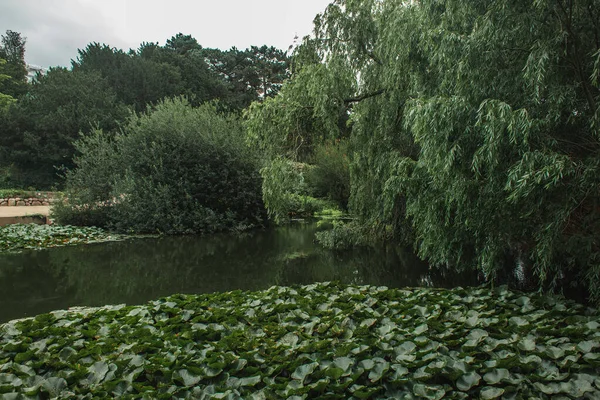 Grüne Bäume in der Nähe von Pfund mit bewölktem Himmel im Hintergrund im botanischen Garten, Kopenhagen, Dänemark — Stockfoto