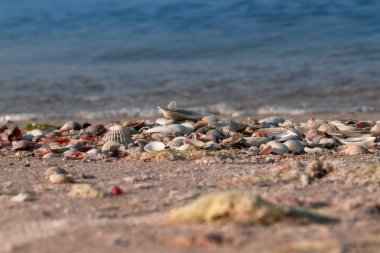 Güzel sahilde deniz kabukları