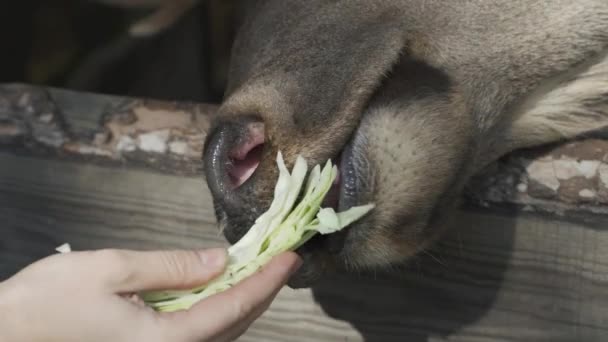 A gyerekek egy állatkertben játszanak. A kislányok etetnek egy aranyos szarvast. — Stock videók