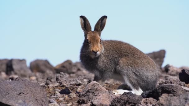 Avrupa sevimli tavşanı doğal bir taşın üzerinde duruyor, Lepus europaeus — Stok video