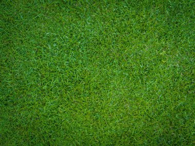 Yeşil çim doku arka plan. Doğa kavramı.