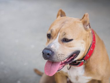 Güzel köpek Amerikalı çukur boğa korkunç yerde oturuyor. Hayvan kavramı.