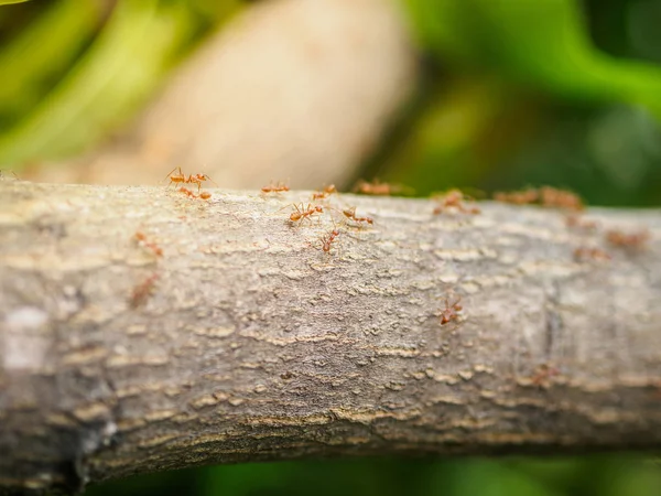 蚂蚁在树上 动物野生动物概念 — 图库照片